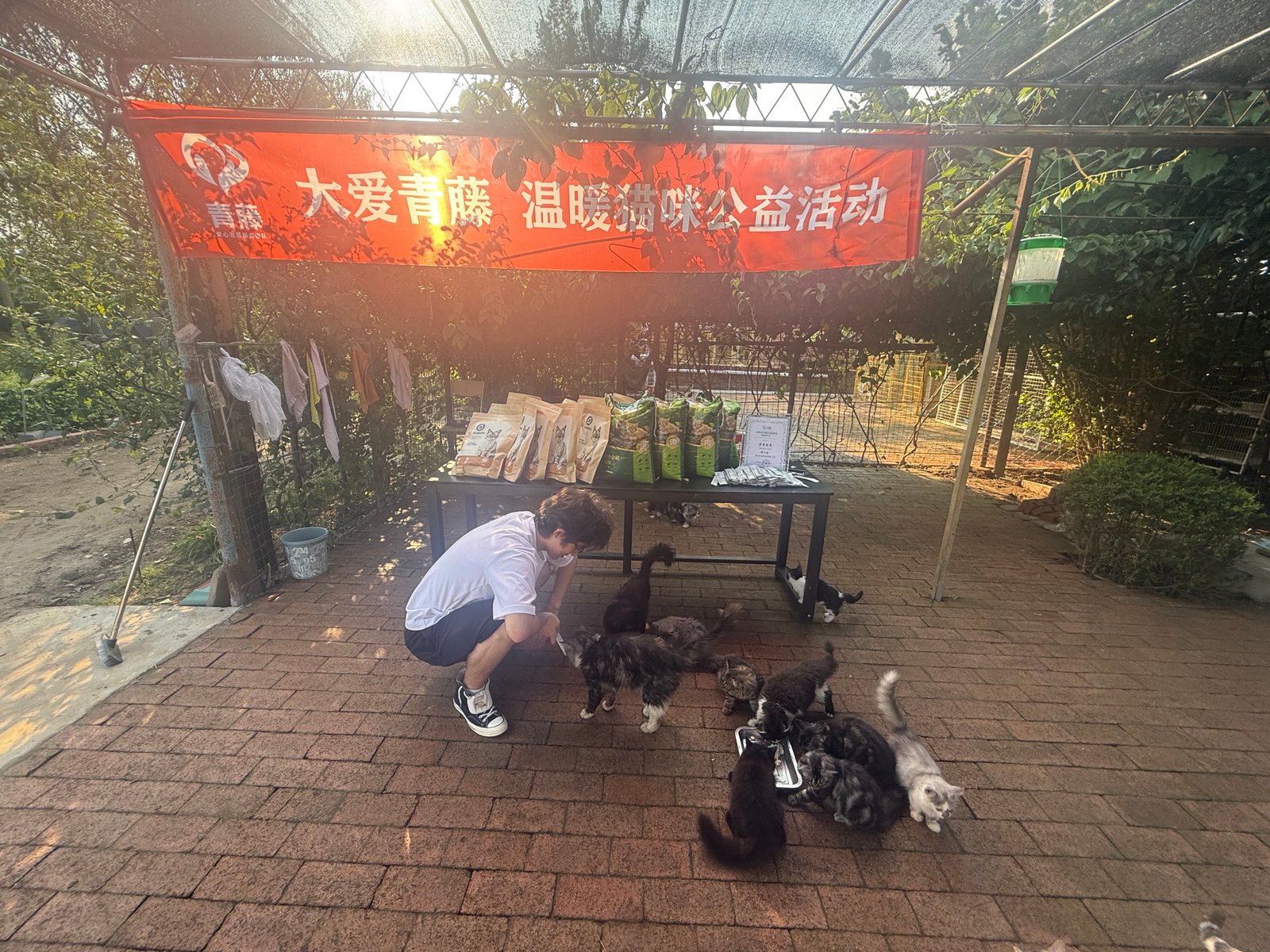Feeding the Cats