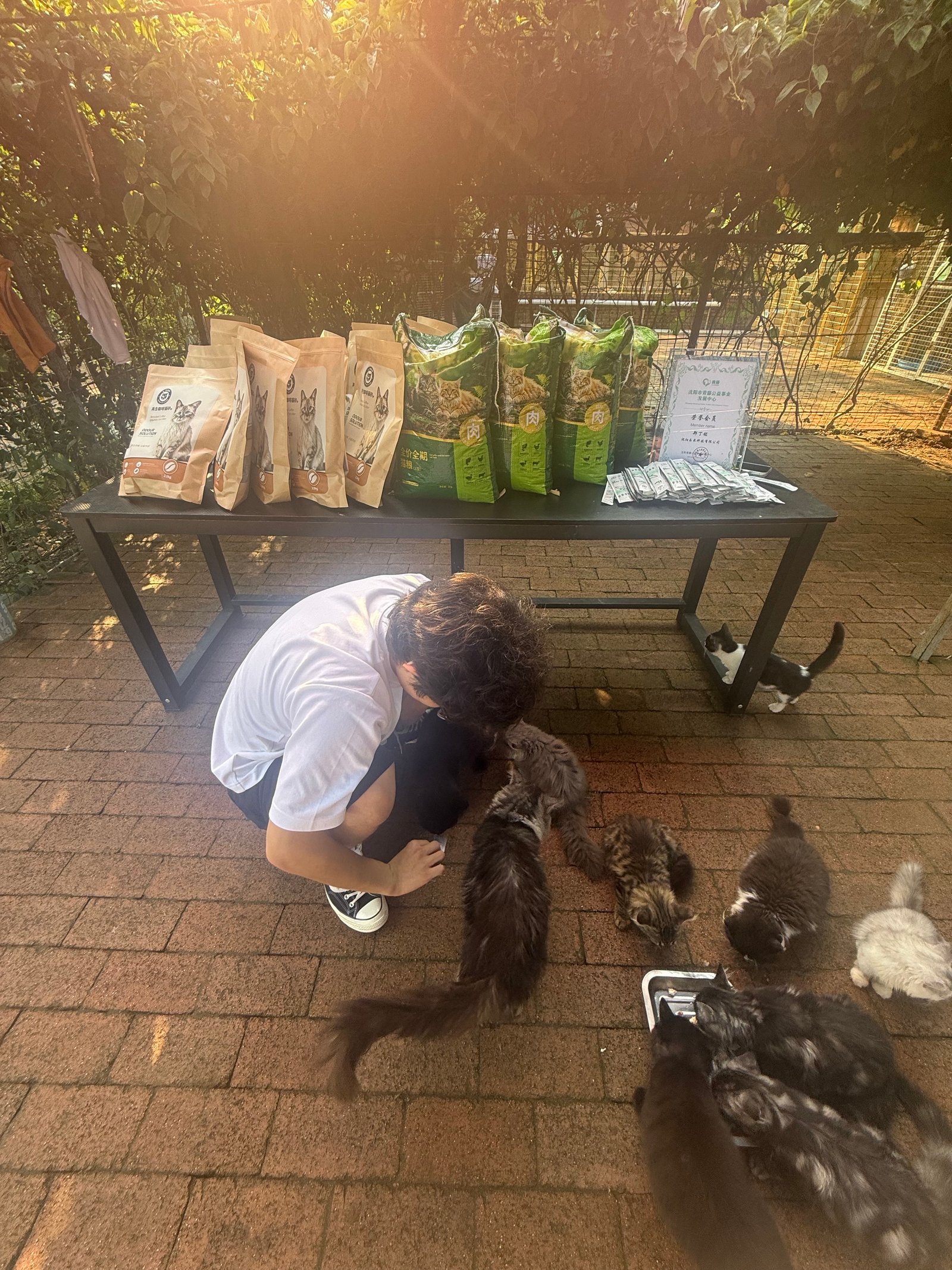 Shelter Cats