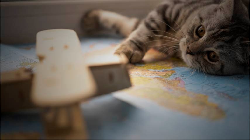 A calm cat in a warm Japanese-style home with morning sunlight